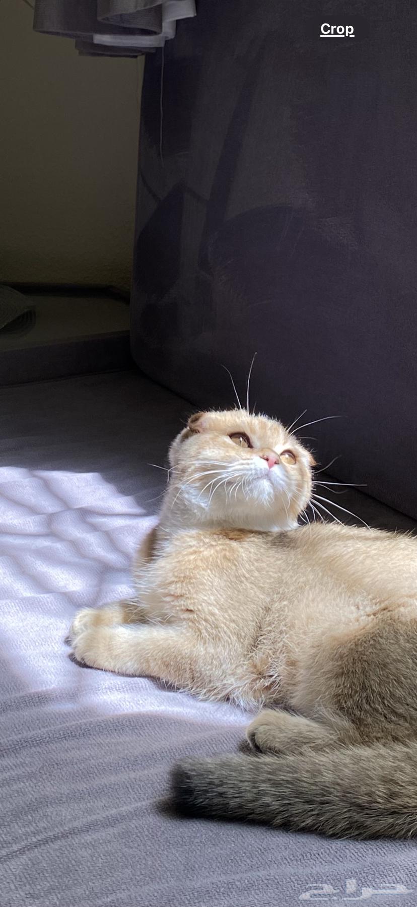 قطط سكوتش فولد للبيع64465099959042114