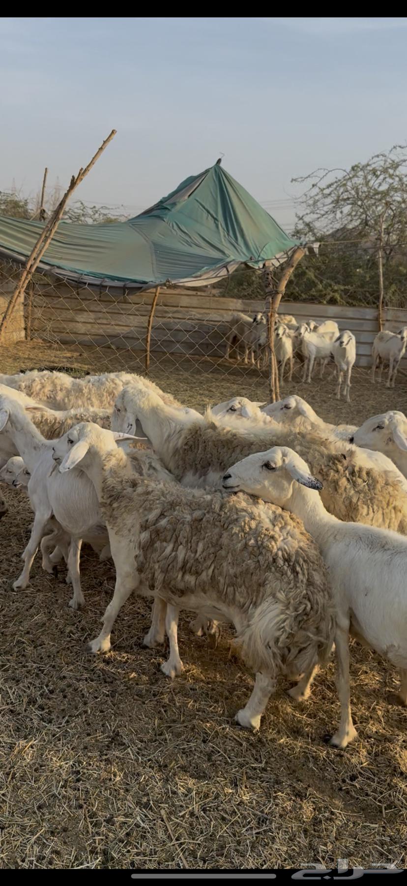 35 free-range sheep, one flock, sold for 620 without negotiation (( Sold ))64467816163459112