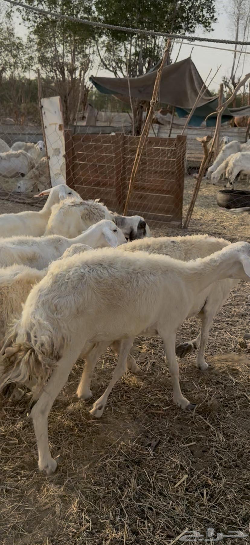 35 free-range sheep, one flock, sold for 620 without negotiation (( Sold ))64467816163459113