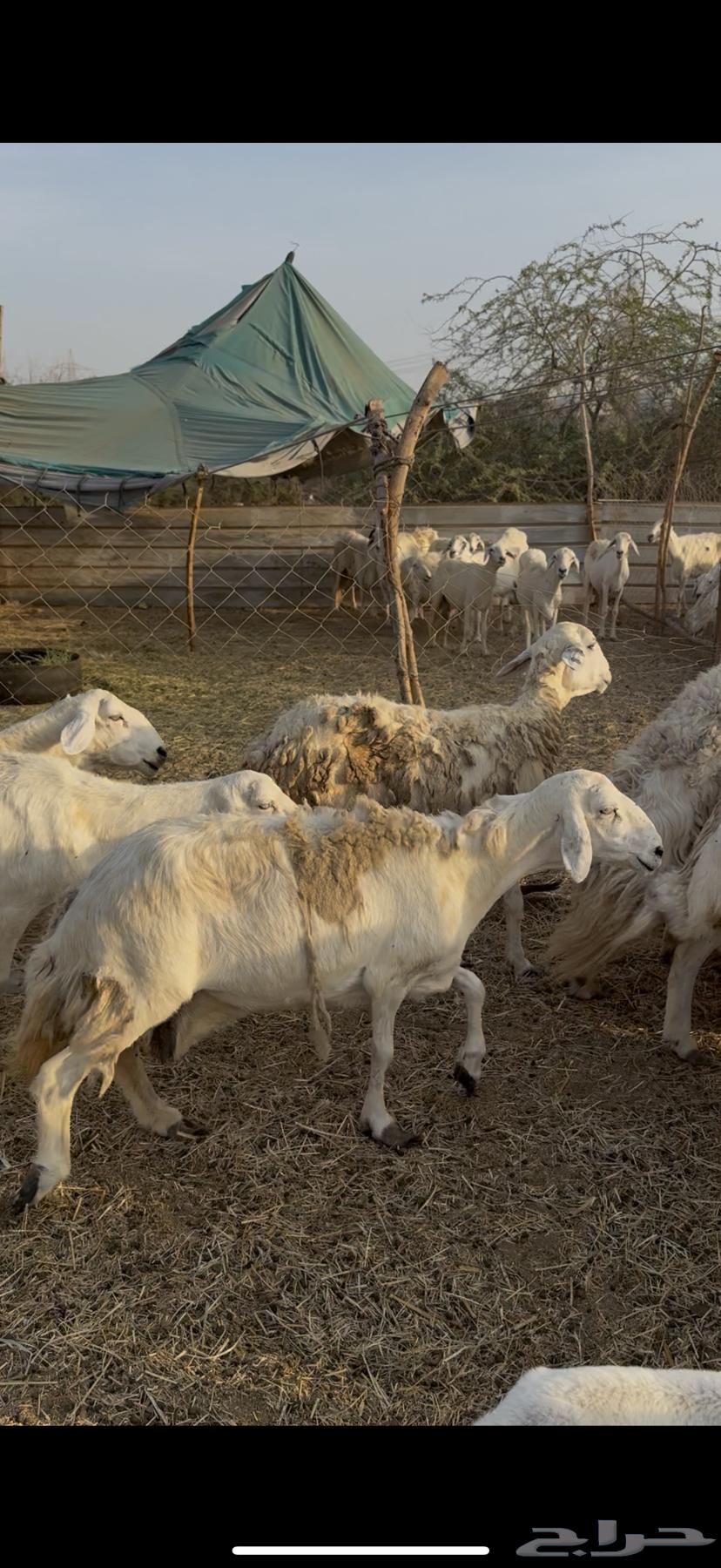 35 free-range sheep, one flock, sold for 620 without negotiation (( Sold ))64467816163459111