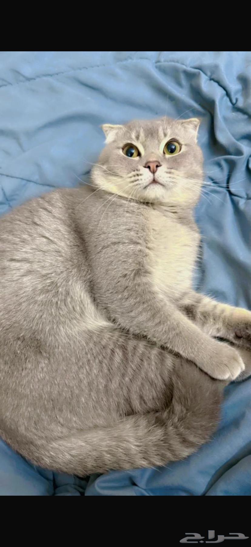 Sketch Cat for Sale64470168843267111