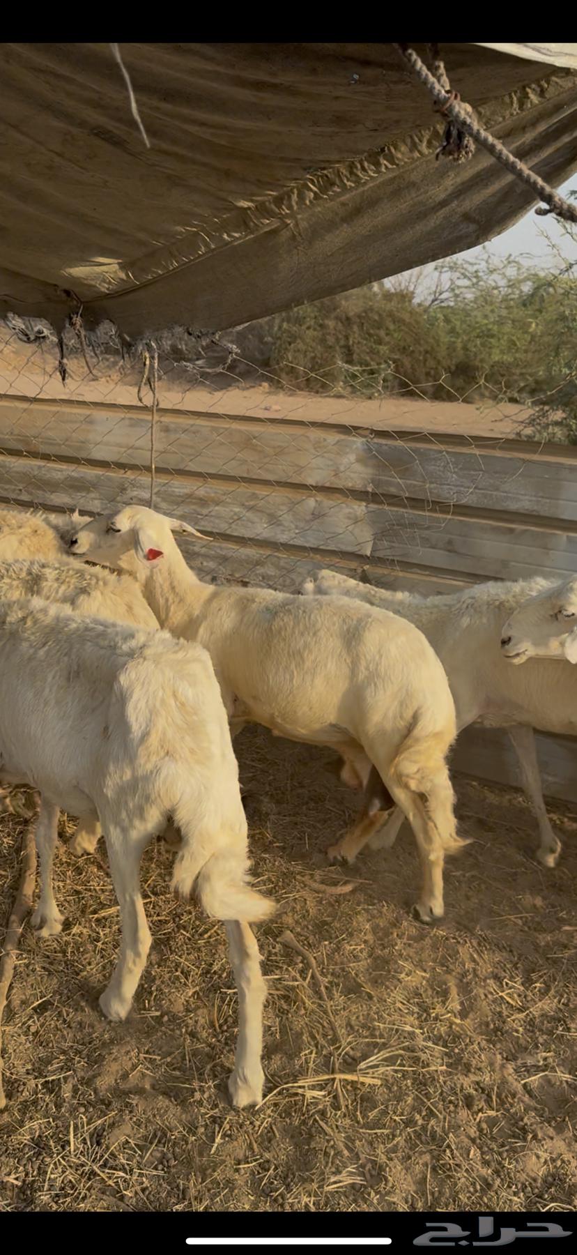 35 free-range sheep, one flock, sold for 620 without negotiation (( Sold ))64467816163459114