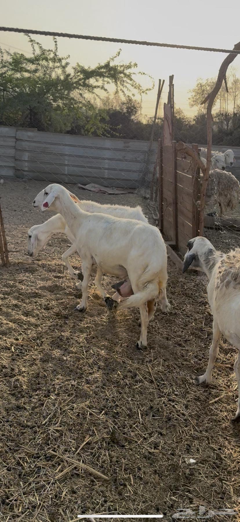 35 free-range sheep, one flock, sold for 620 without negotiation (( Sold ))64467816163459110