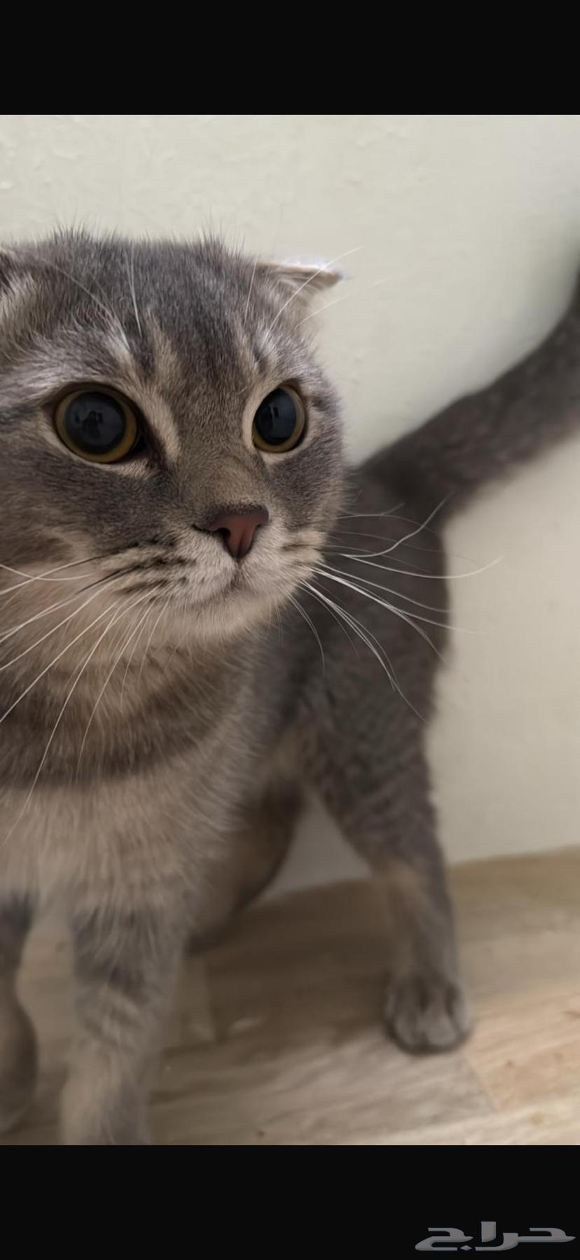 Sketch Cat for Sale64470168843267110