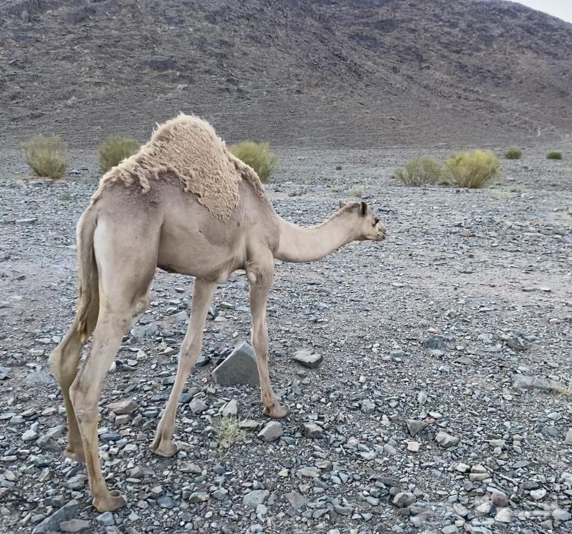 قعود للبيع حر64471198031490110