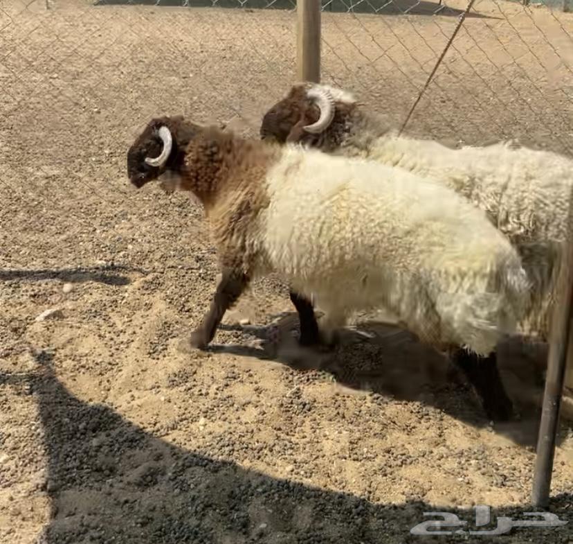 طليان العدد 2 للبيع64466642601345112