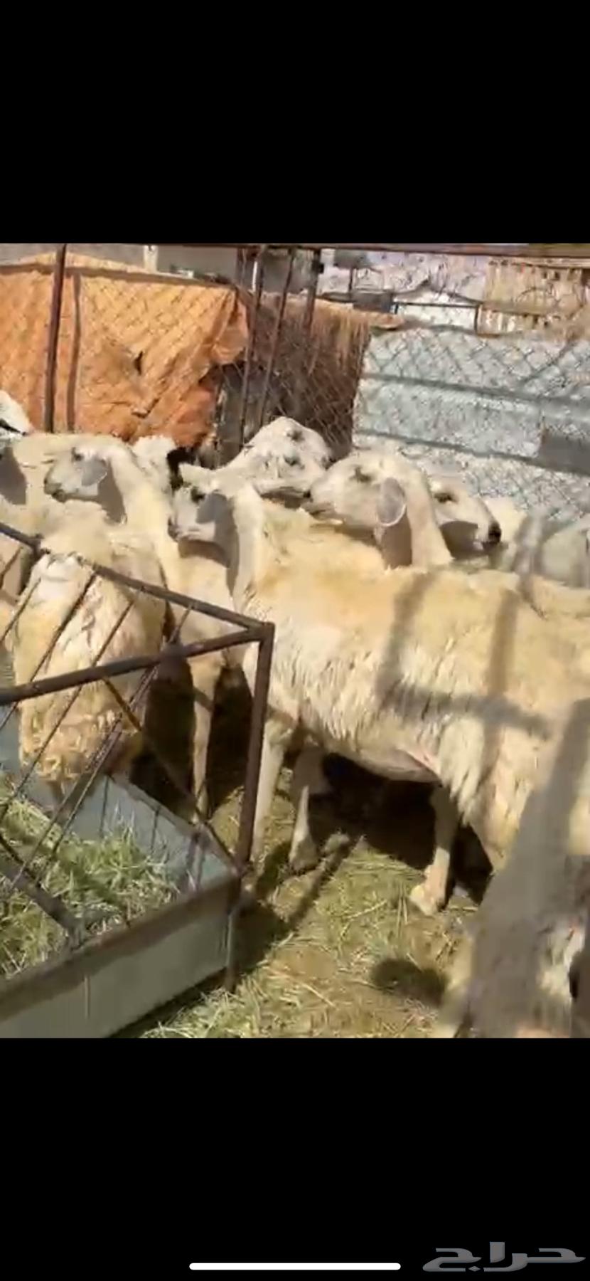 75 ضان اباكير اغلبها صغر. دفيع64467718651905112