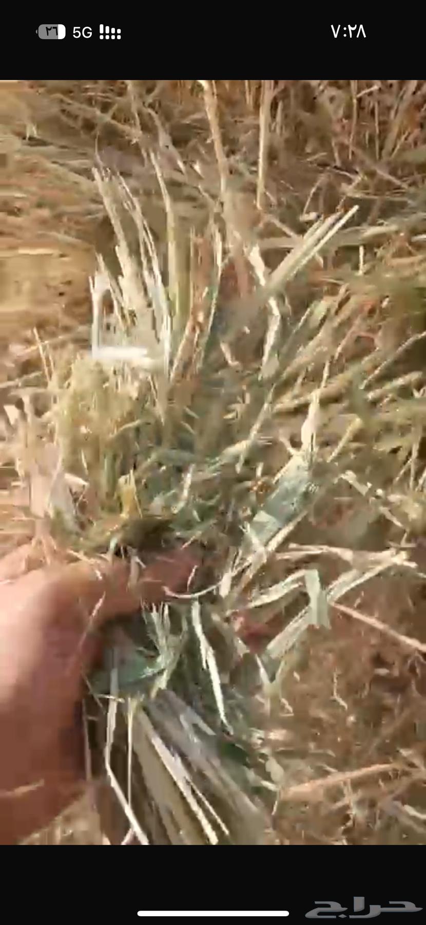 قصب جيزاني64465884930307111