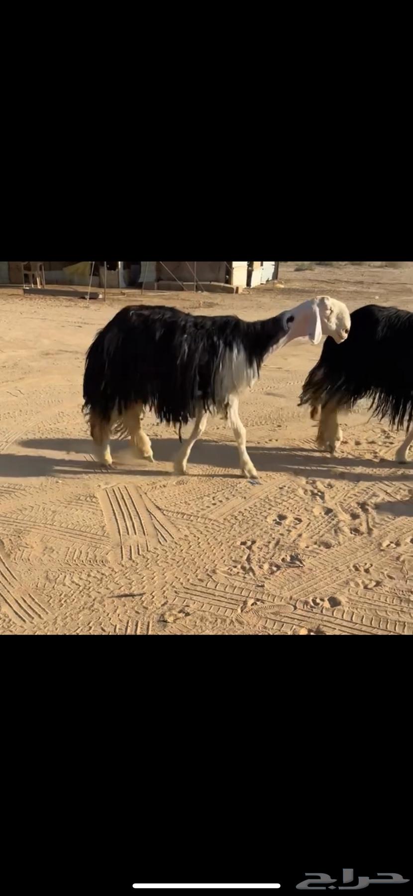 شياه نجد نوادر ( تم البيع )64469795129473114