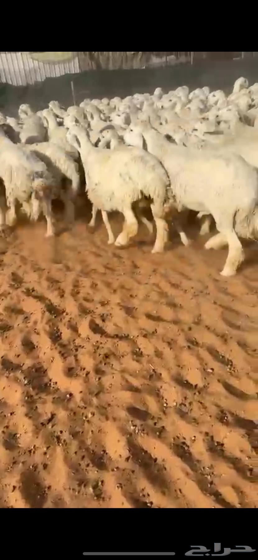 للبيع بهم حري صافي64470635191937113