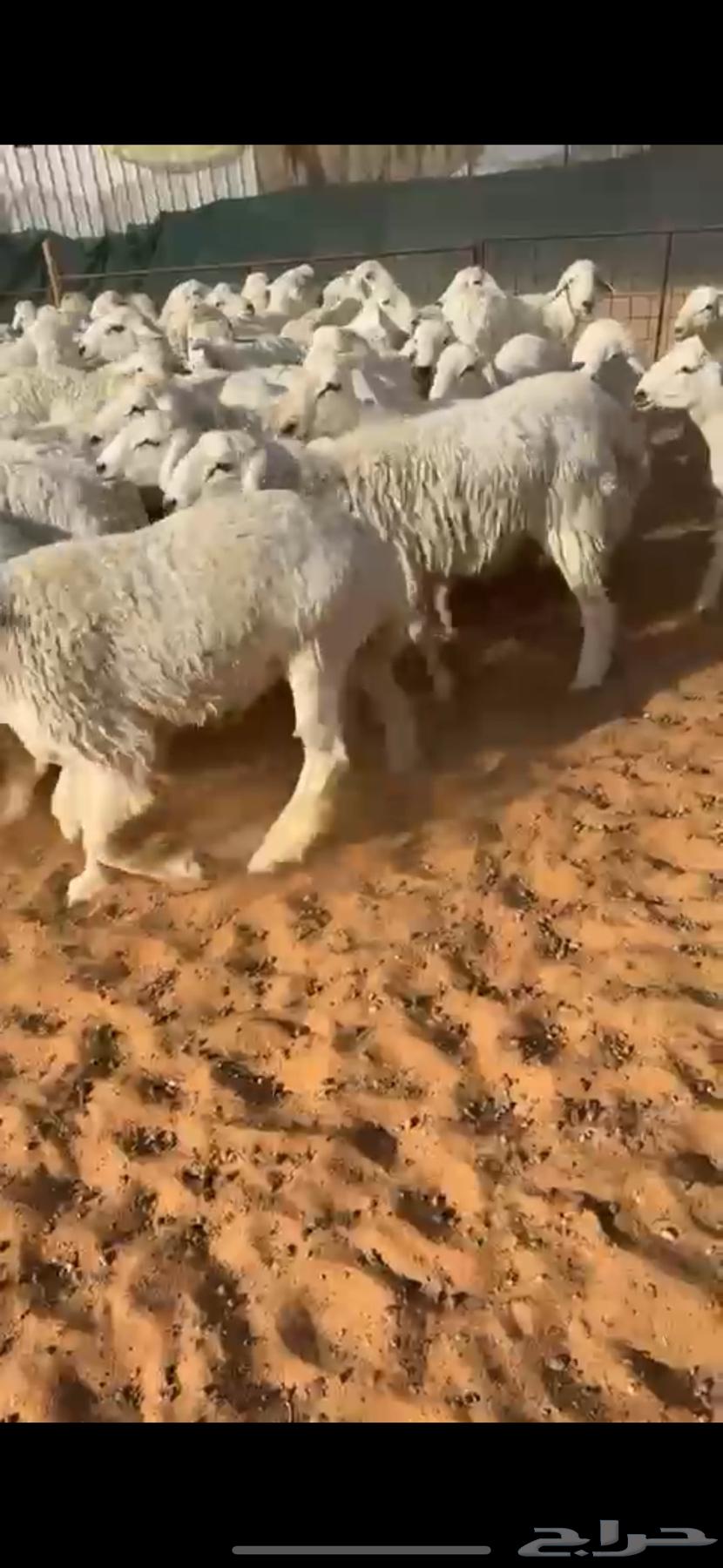 للبيع بهم حري صافي64470635191937110