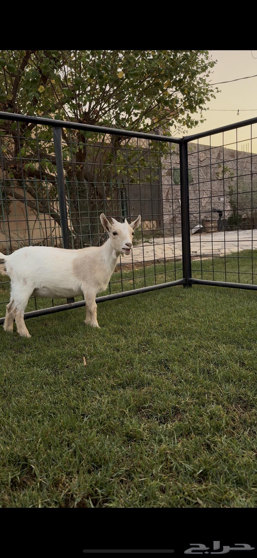 انثى ماعز قزم ( تم البيع )64469459720065111