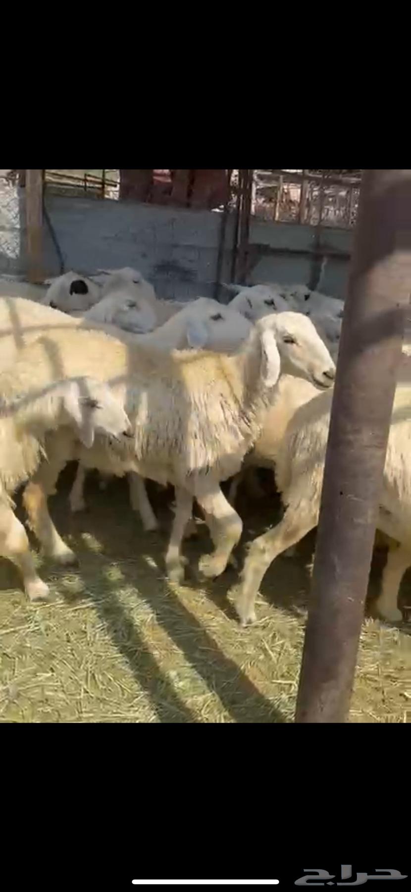 75 ضان اباكير اغلبها صغر. دفيع64467718651905114