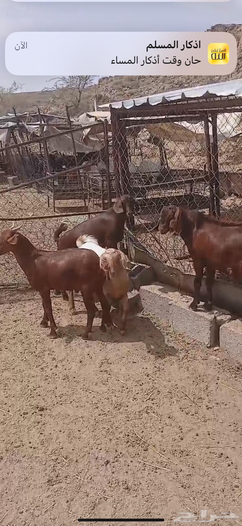 5 تيوس بلديه فل فل الشحم64468691836929112