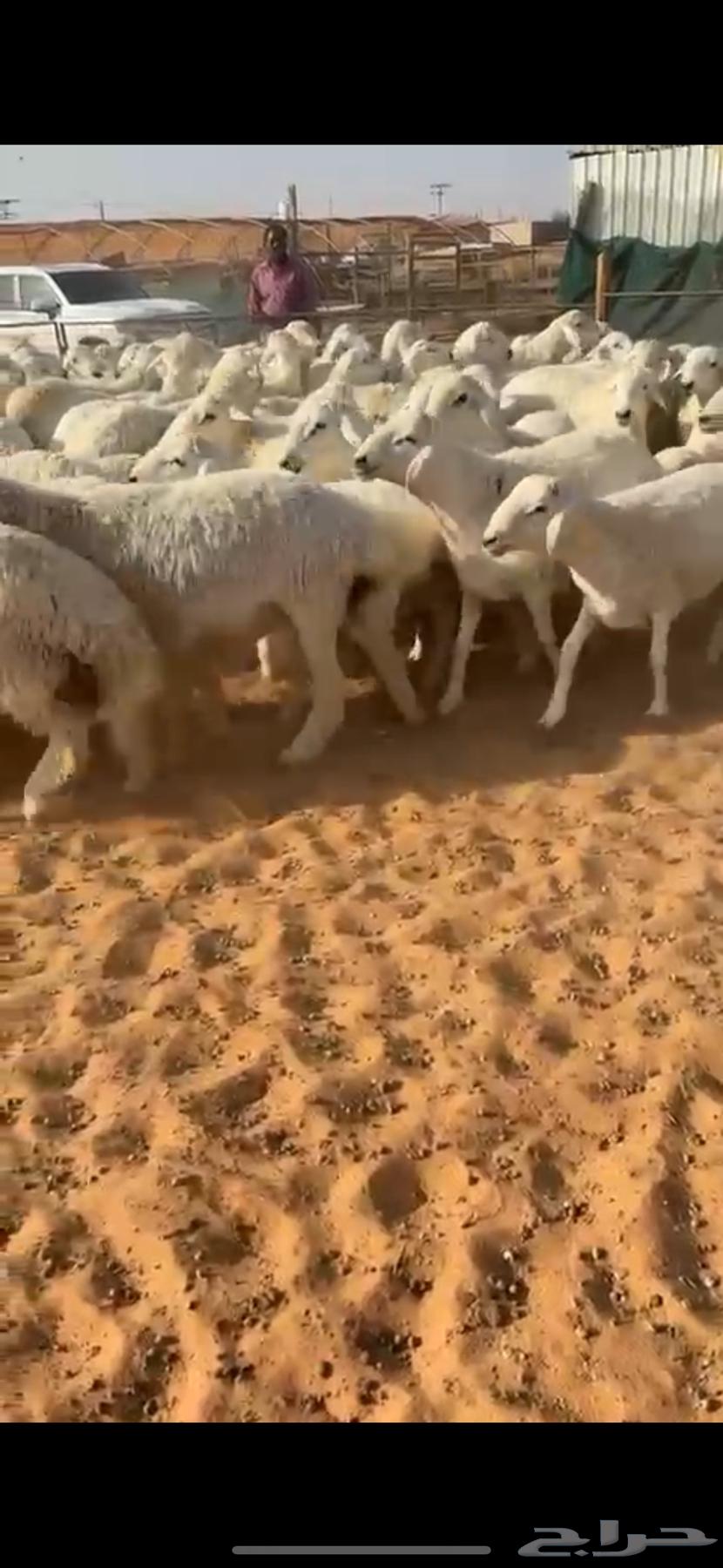 للبيع بهم حري صافي64470635191937111