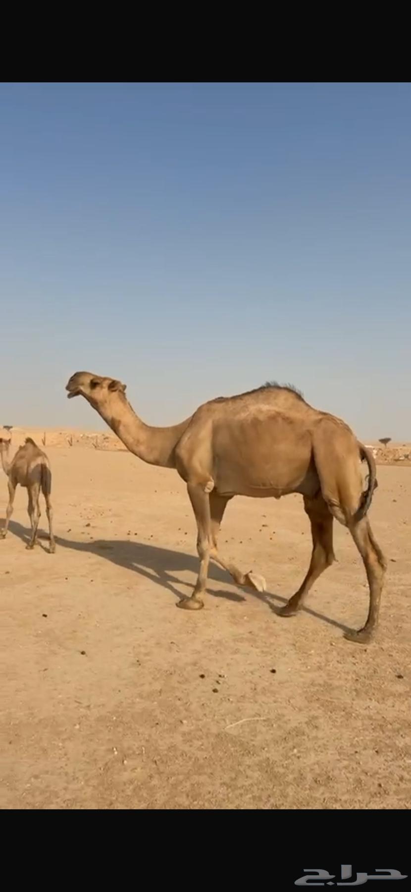 Camel64469404033281110