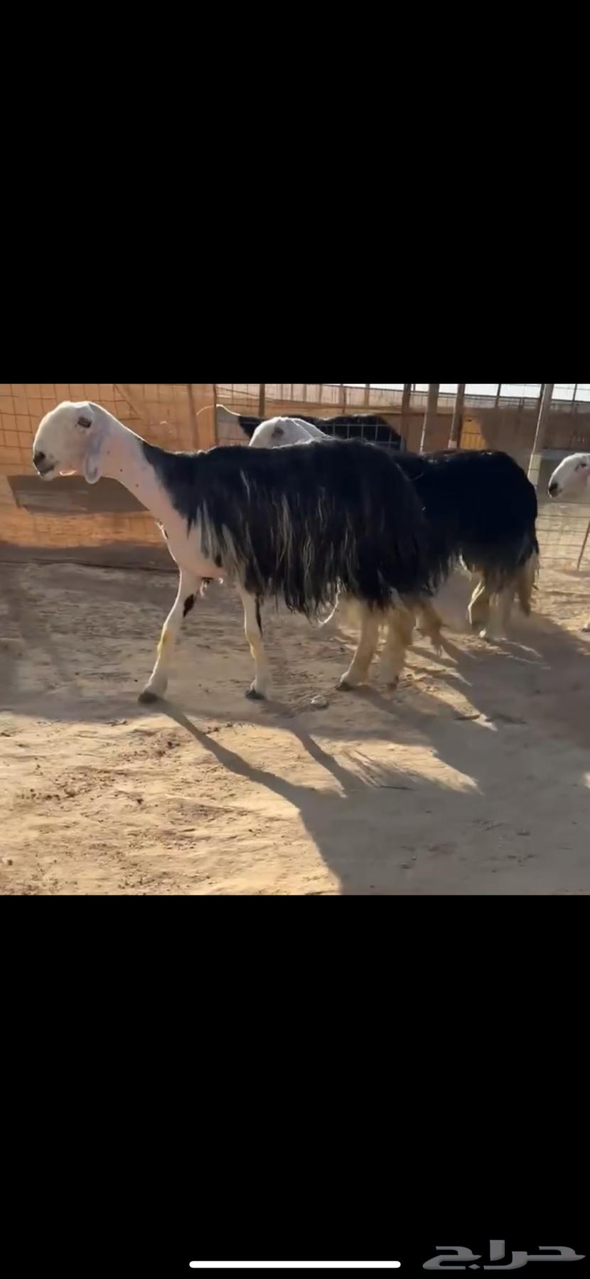 شياه نجد نوادر ( تم البيع )64469795129473112