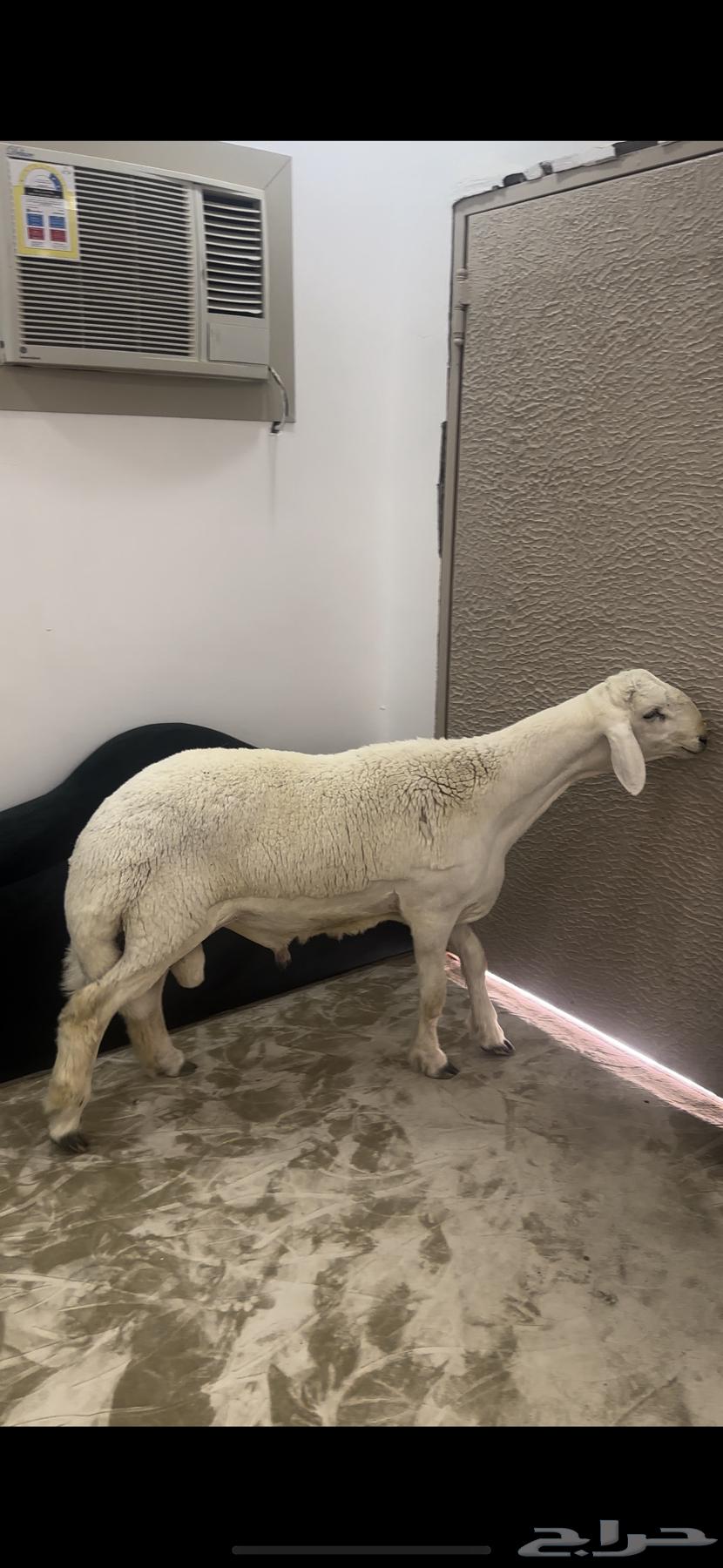 مشروع حري فاخر ( تم البيع )64468769532417110