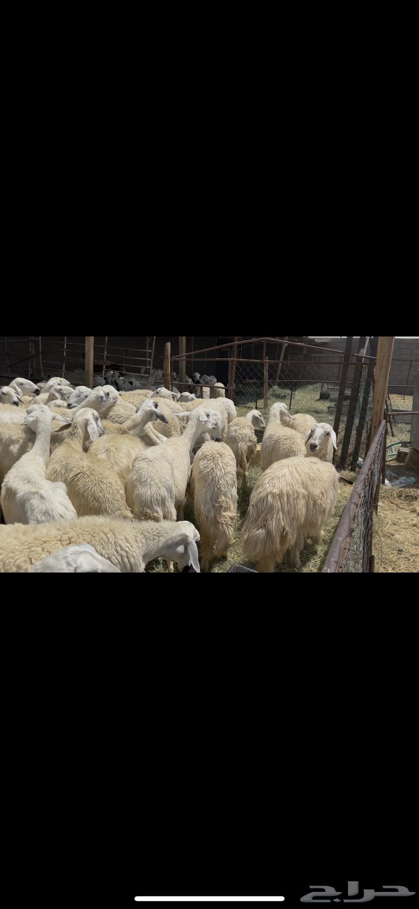 75 ضان اباكير اغلبها صغر. دفيع64467718651905110