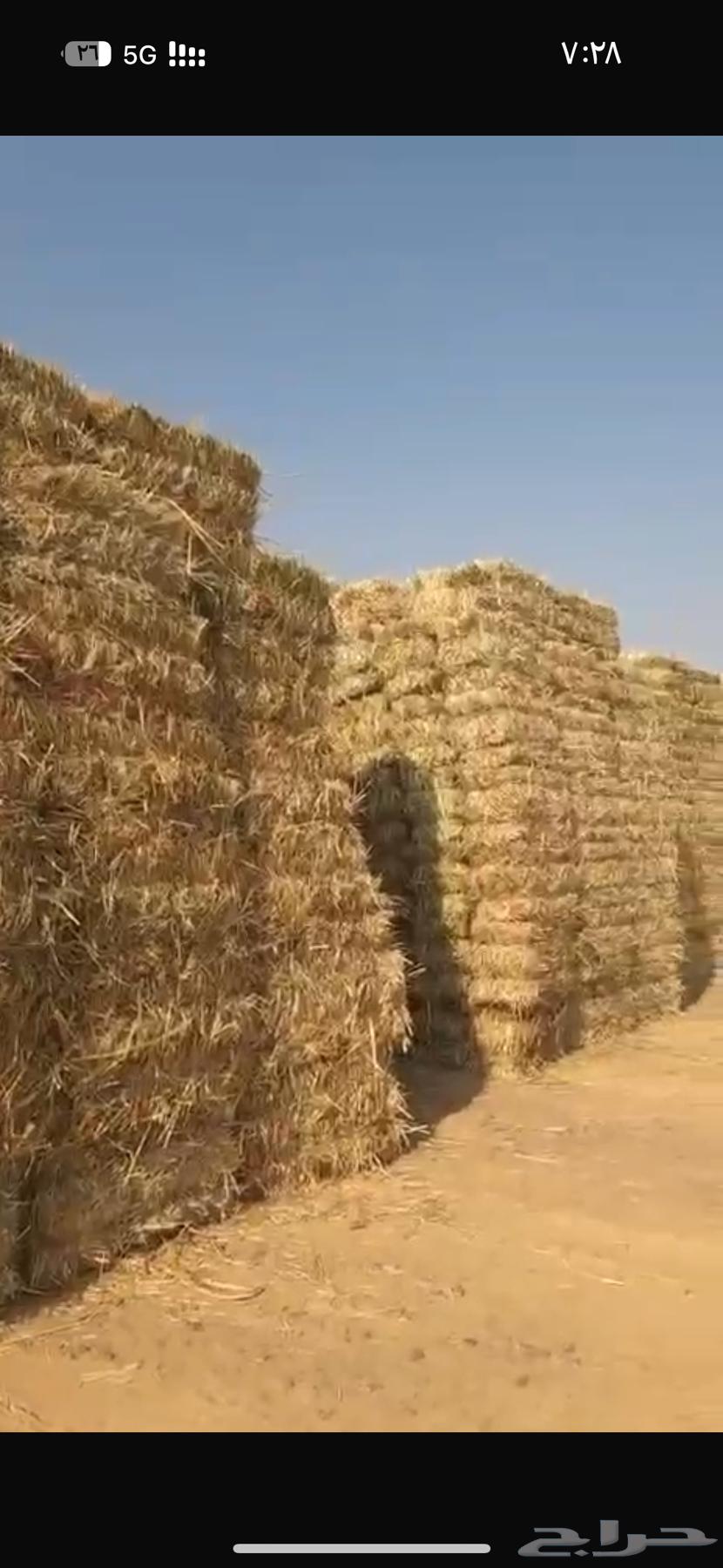 قصب جيزاني64465884930307110