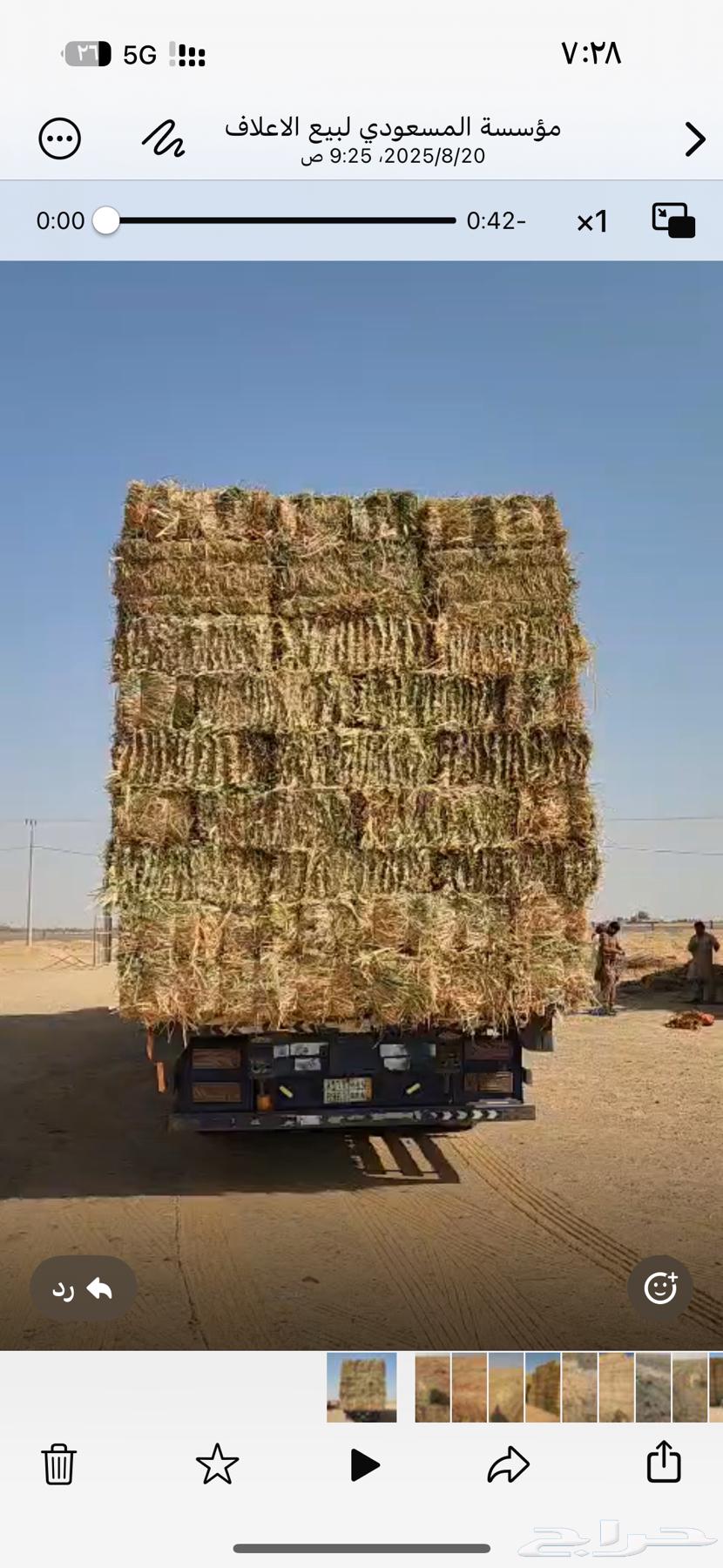 قصب جيزاني64465884930307113