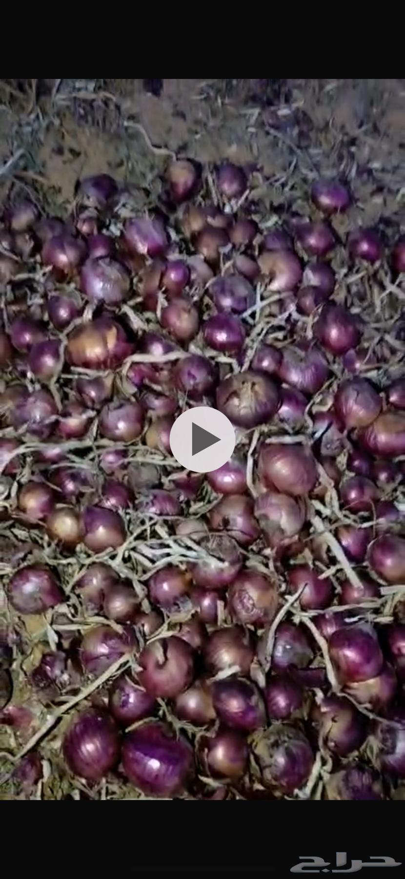 Onions for sale in Hail, available at Al-Wadi with delivery for bulk quantities64468920379009110