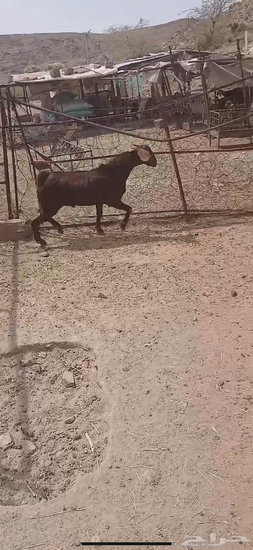 5 تيوس بلديه فل فل الشحم64468691836929111