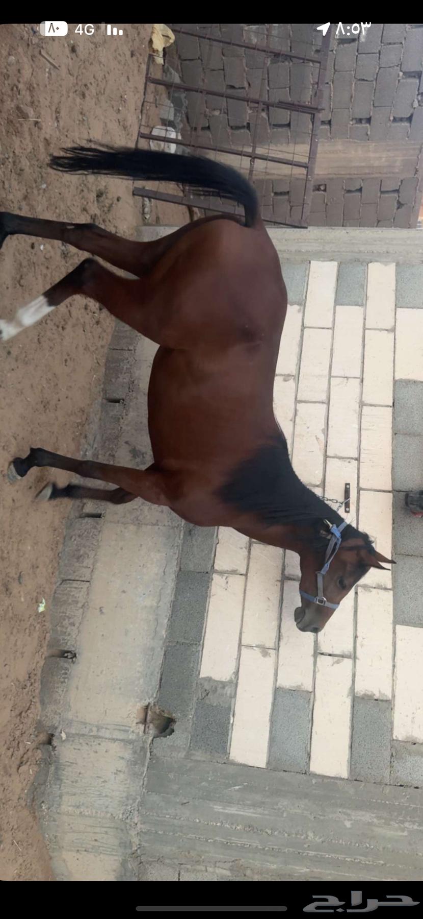 مهره شعبية للبيع العمر 3 سنوات لقاح 4شهور تقريبا64466024989442110