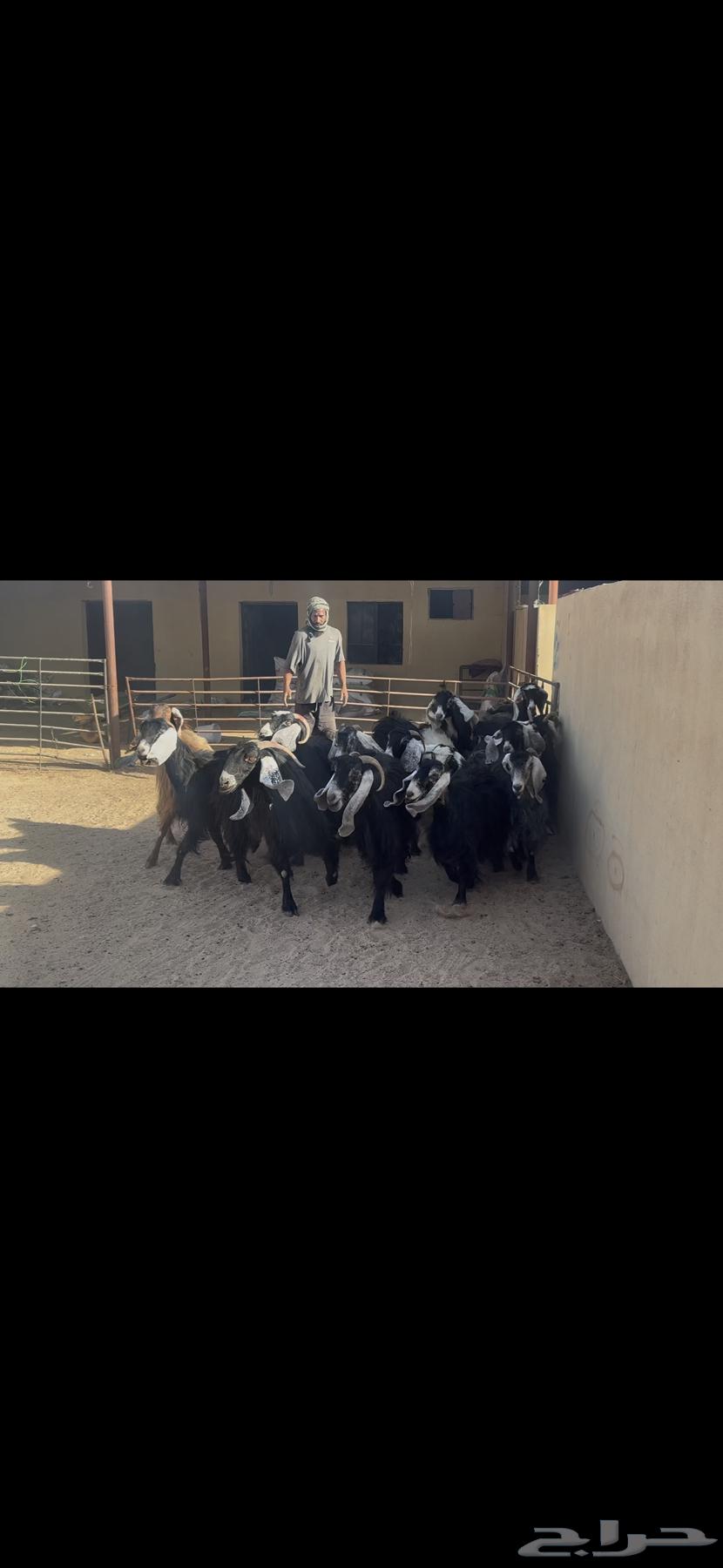 Maeza Dafee.64469753352195111