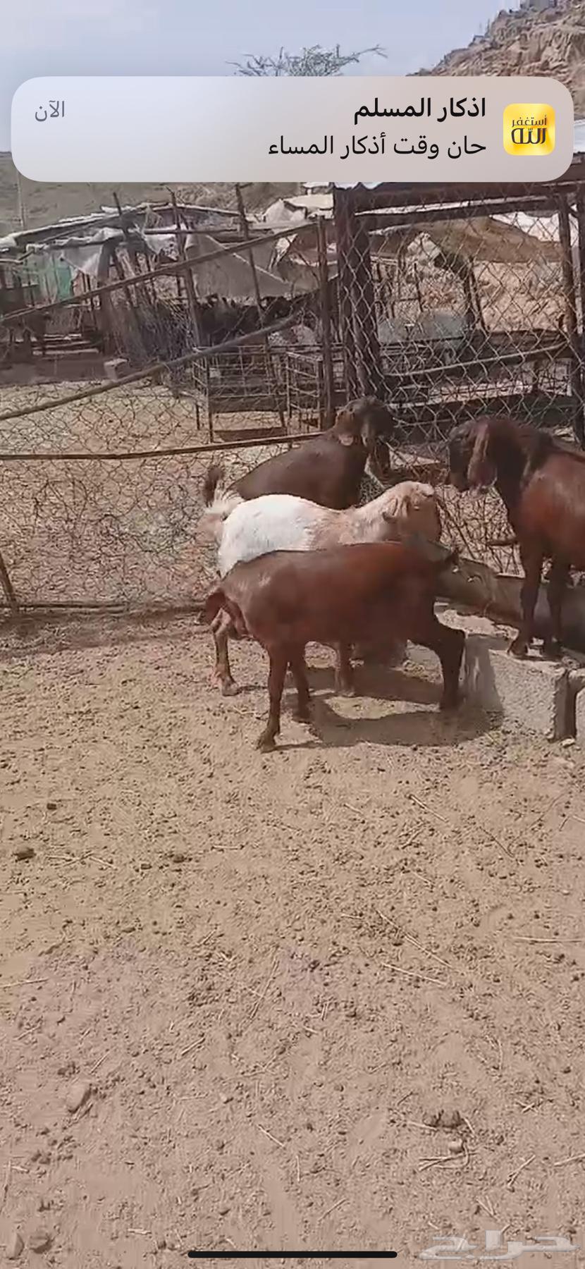 5 تيوس بلديه فل فل الشحم64468691836929113