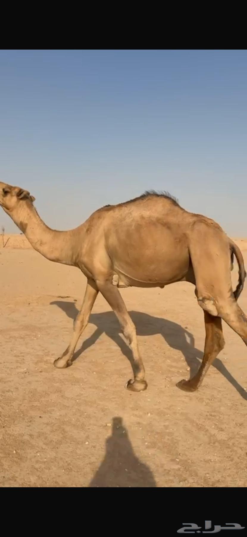 Camel64469404033281112
