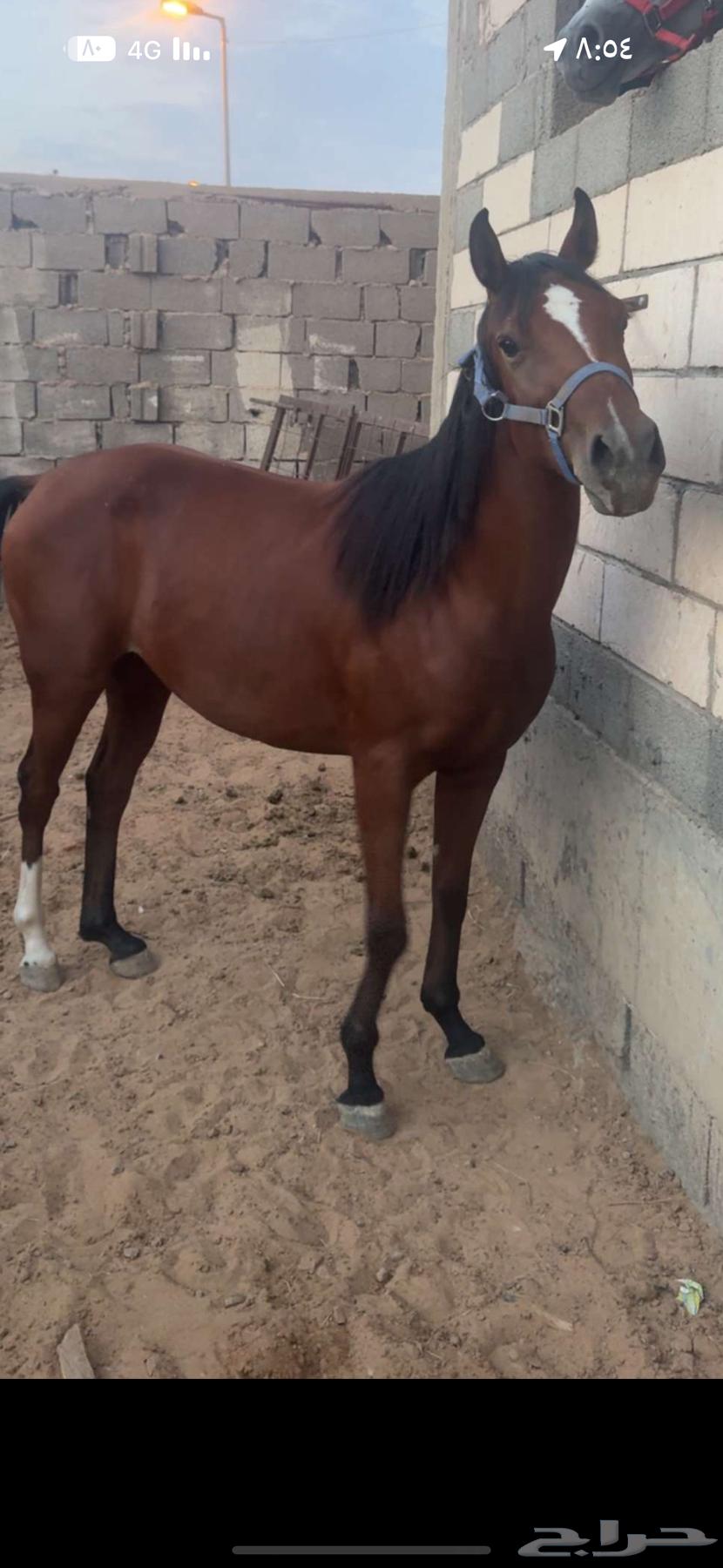 مهره شعبية للبيع العمر 3 سنوات لقاح 4شهور تقريبا64466024989442111