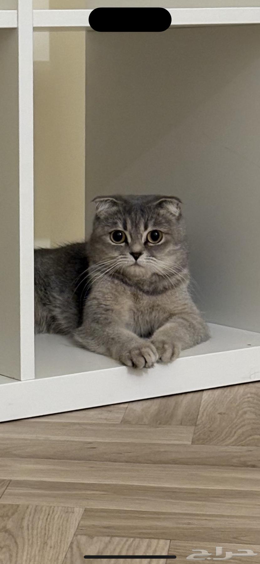 للبيع سكوتش فولد بريتش أنثى64465647111938113