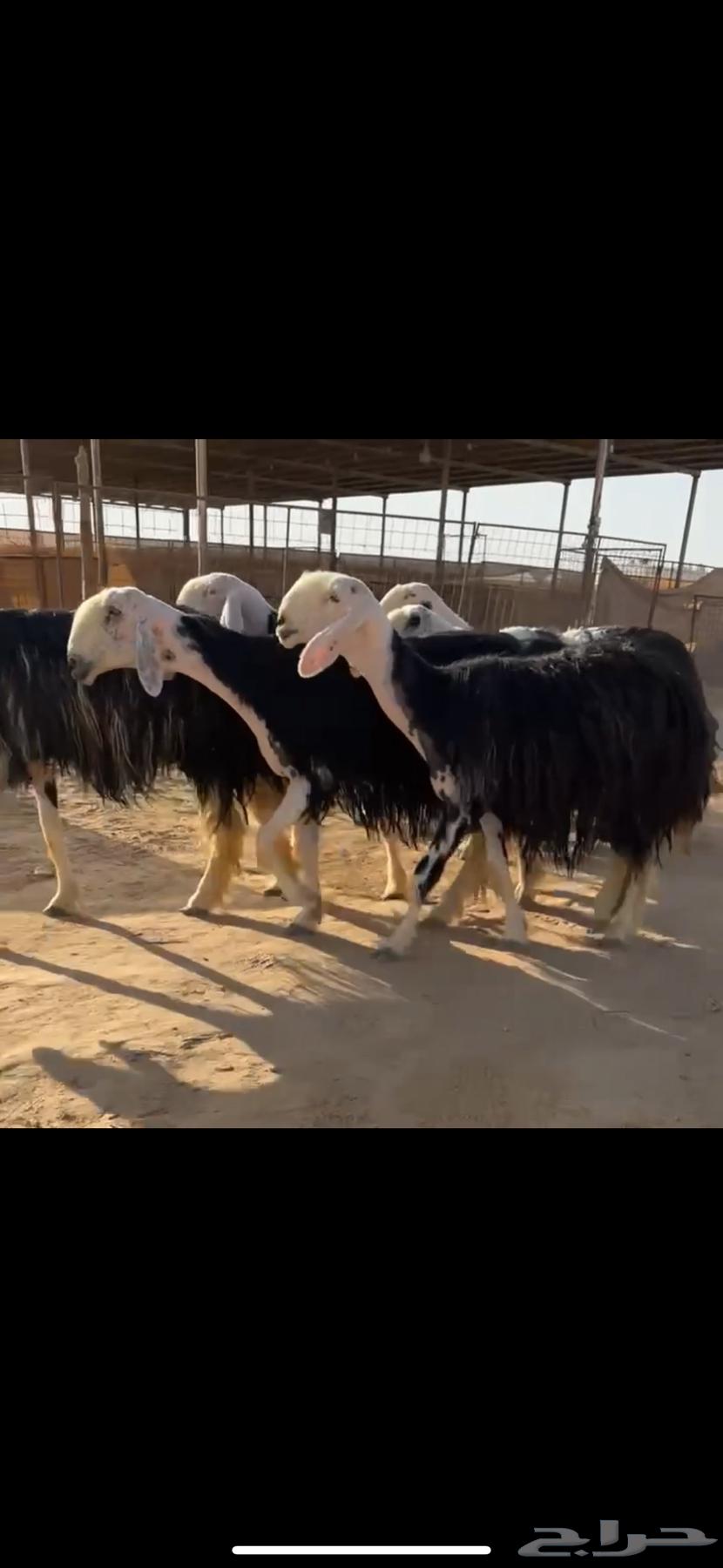 شياه نجد نوادر ( تم البيع )64469795129473111