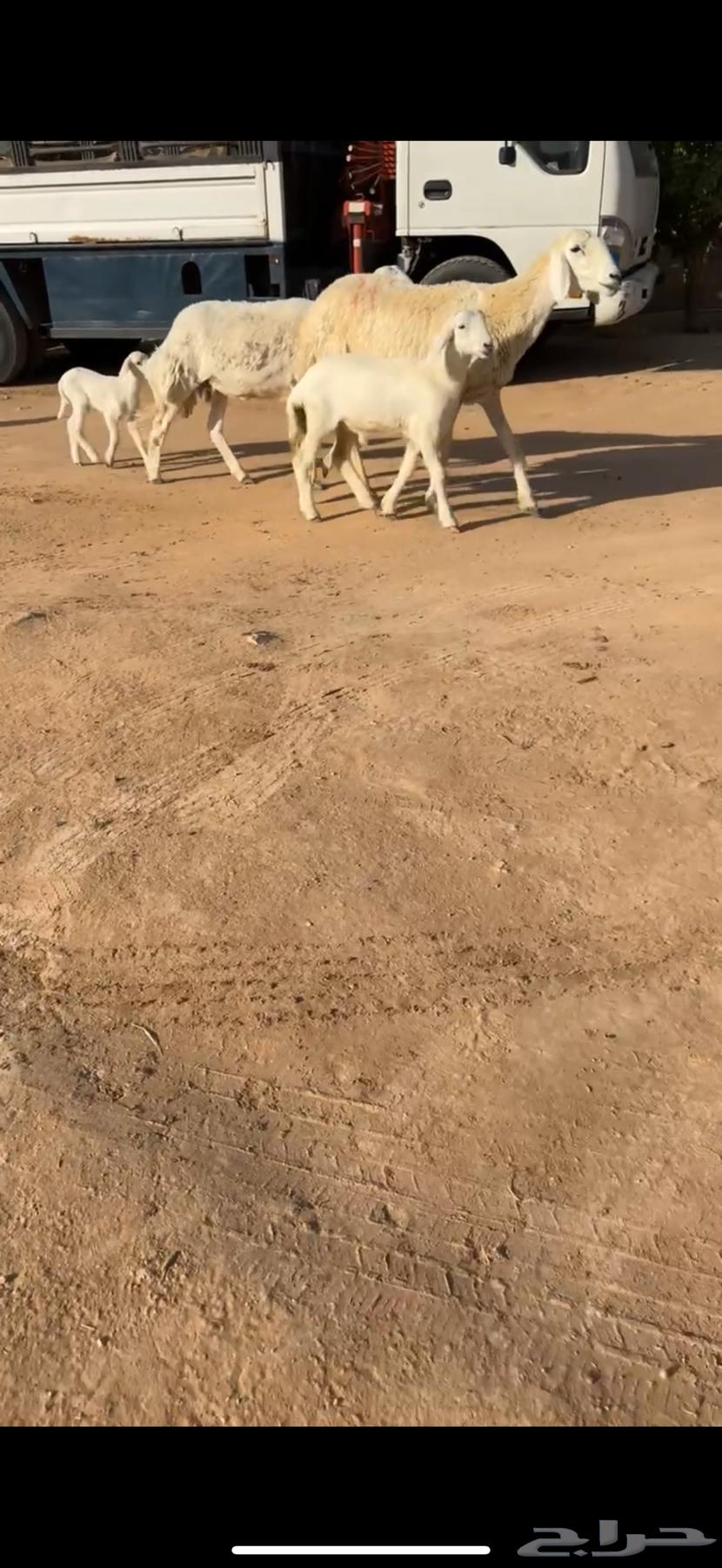 شياه حريات خلفات ( تم البيع )64465899003777110