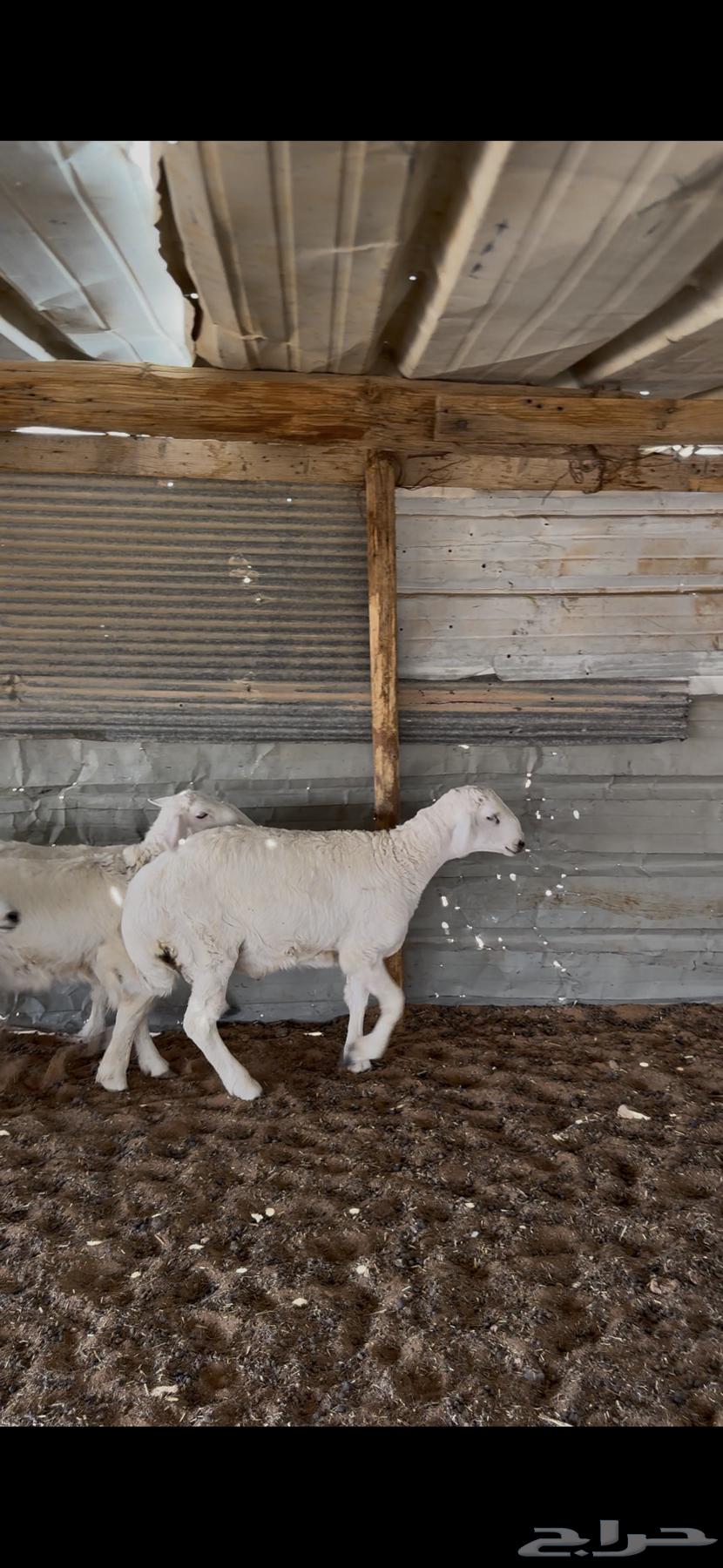 Slaughtered Lambs, Free-Ranging from Sheep Herds64469837108611111