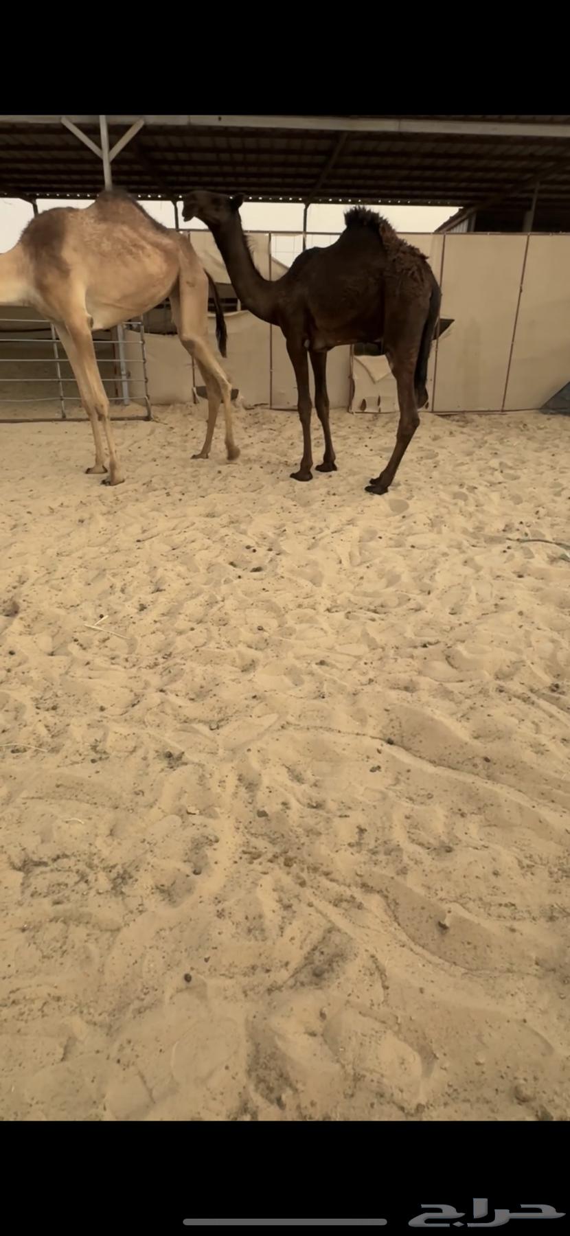 للبيع قعود على طويق العالمي .64466614488833110