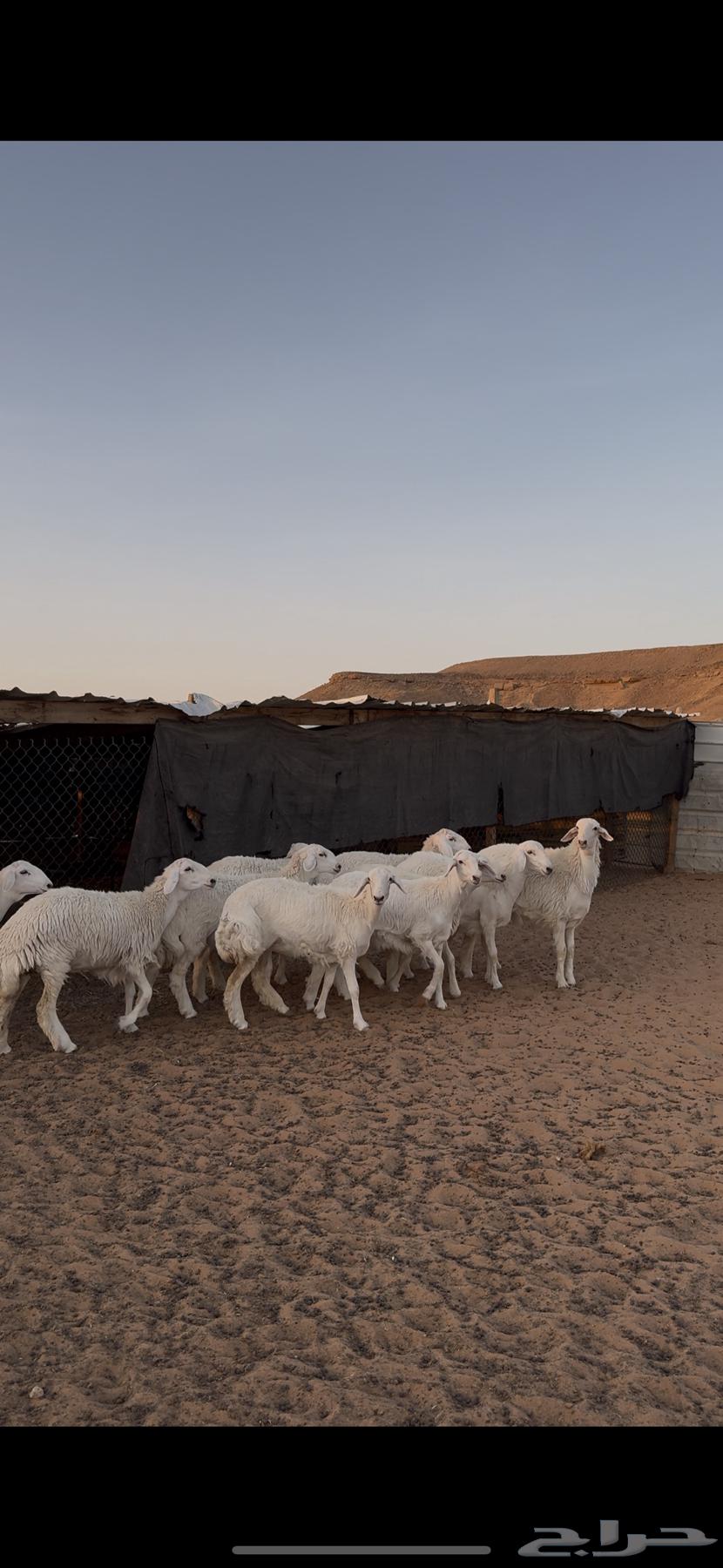 Slaughtered Lambs, Free-Ranging from Sheep Herds64469837108611110