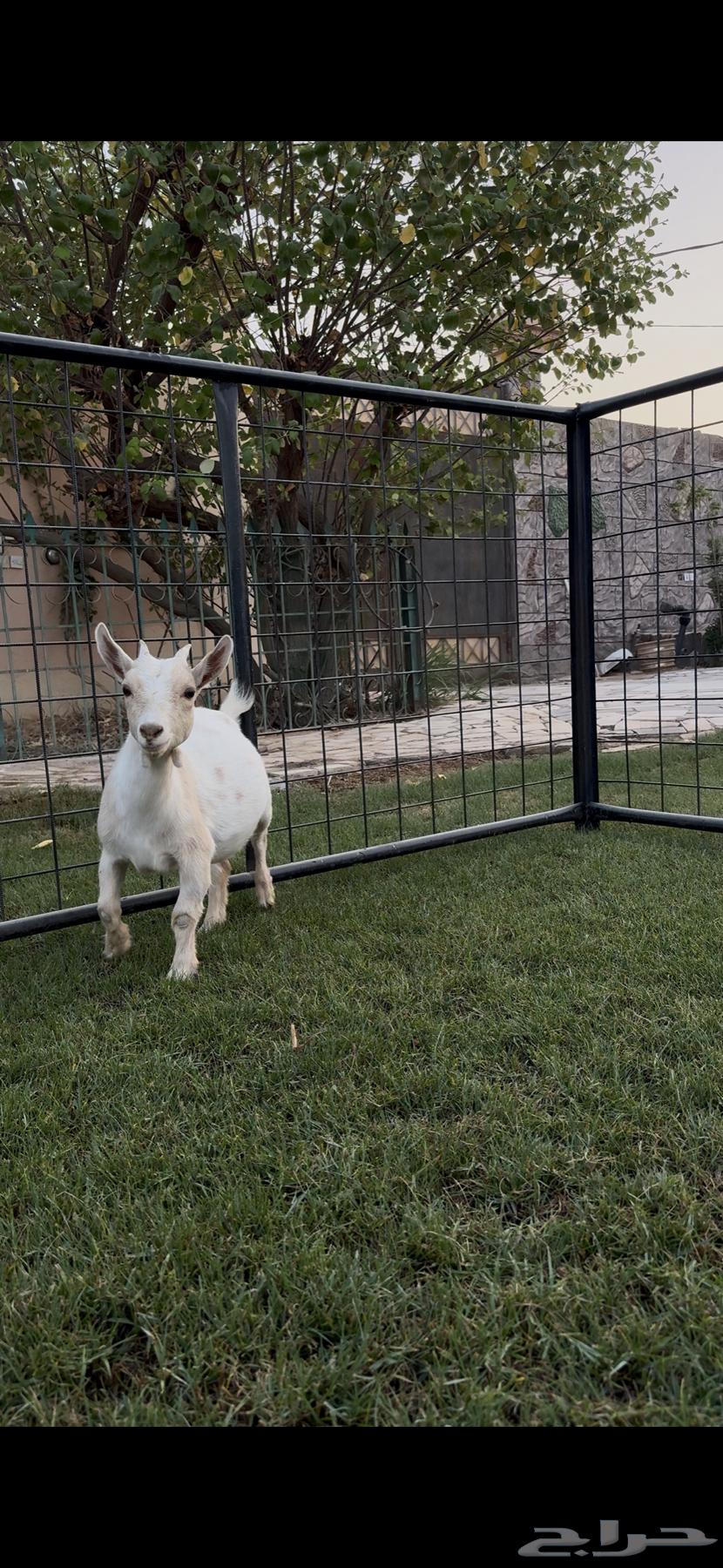 انثى ماعز قزم ( تم البيع )64469459720065112