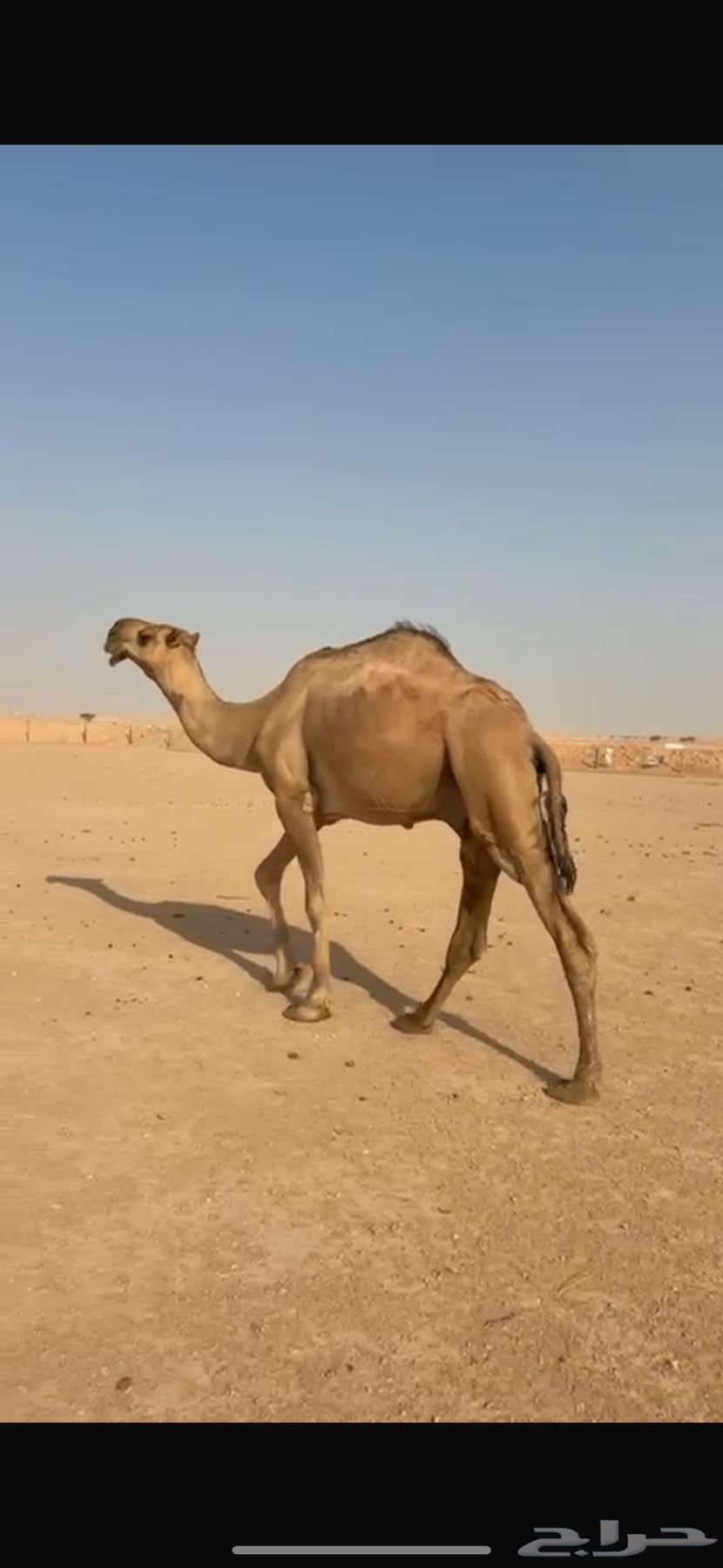 Camel64469404033281111
