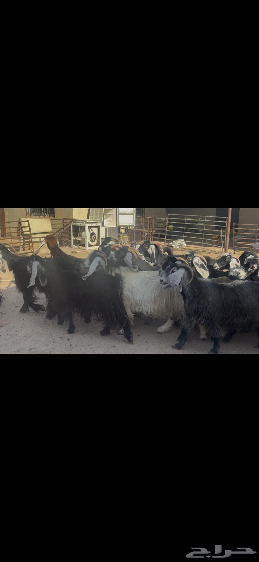 Maeza Dafee.64469753352195112