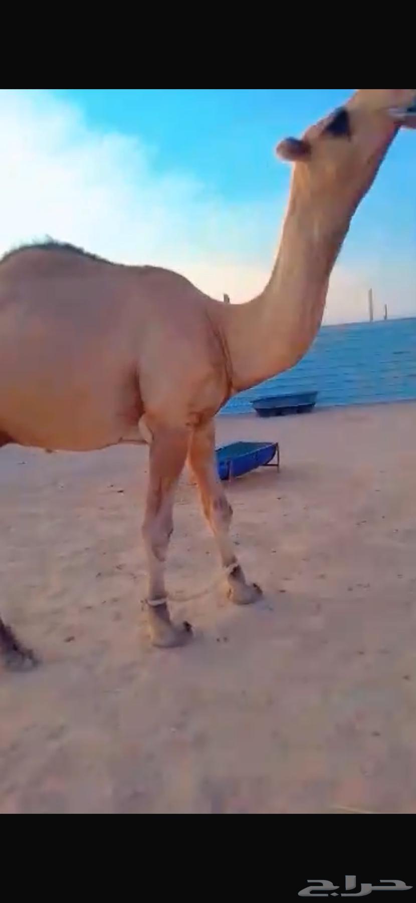 Camel64469404033281113