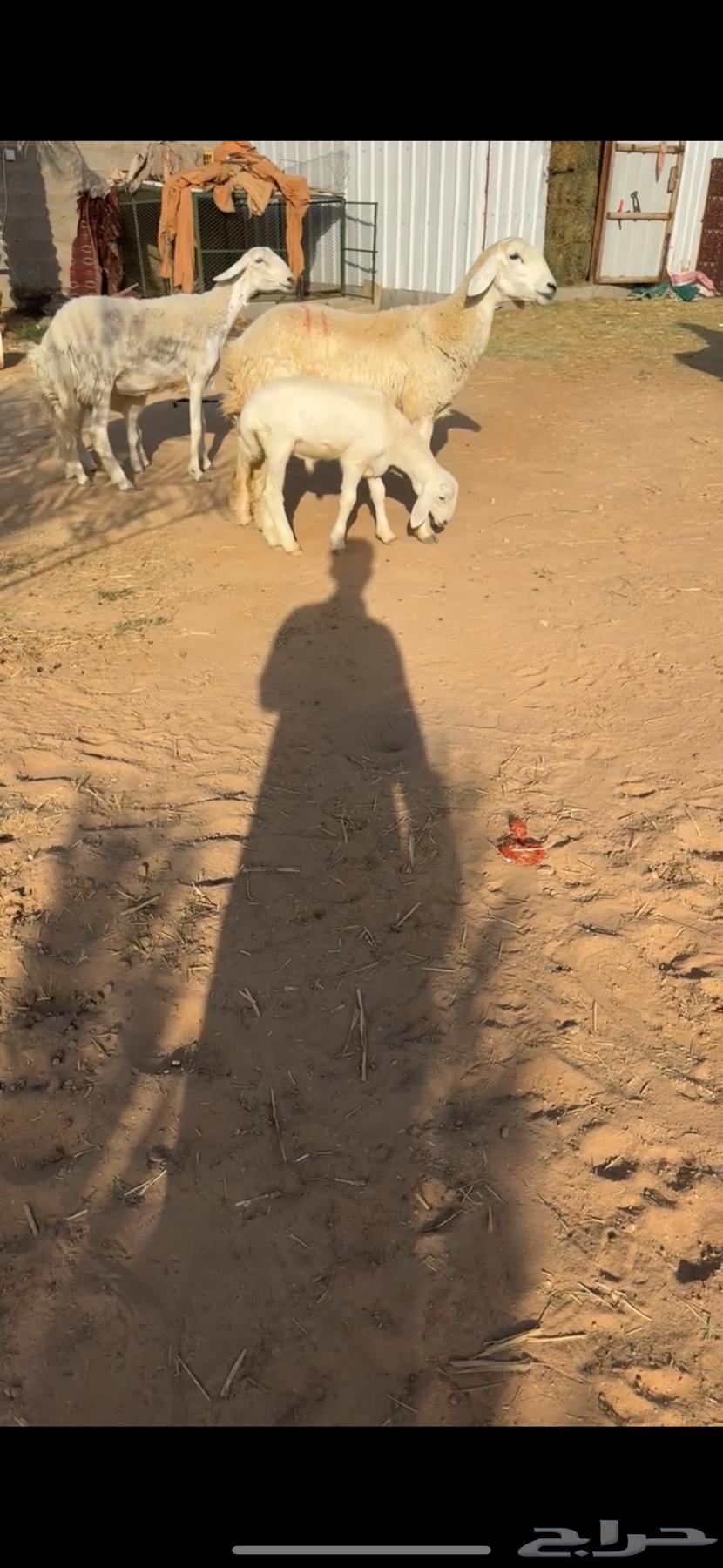 شياه حريات خلفات ( تم البيع )64465899003777111