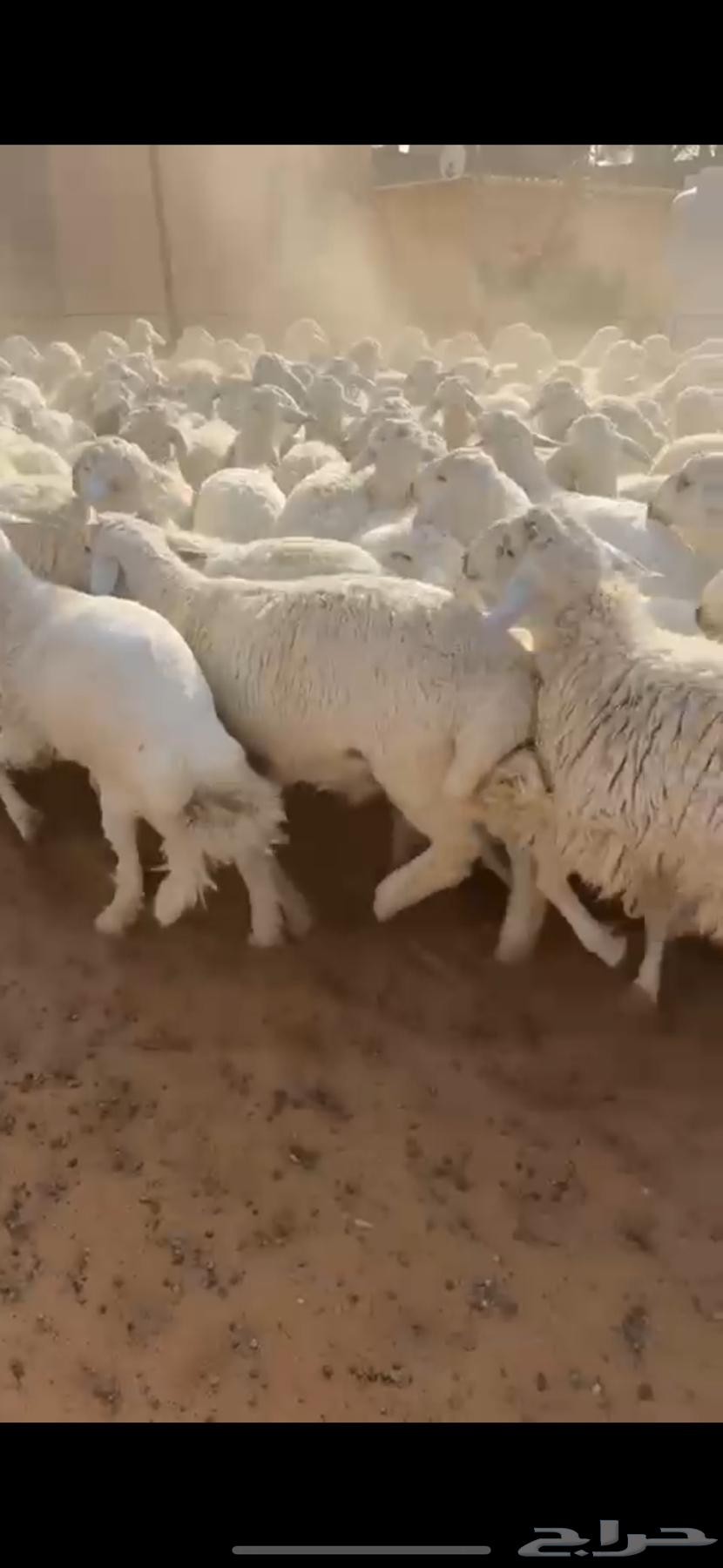 للبيع بهم حري صافي64470635191937112