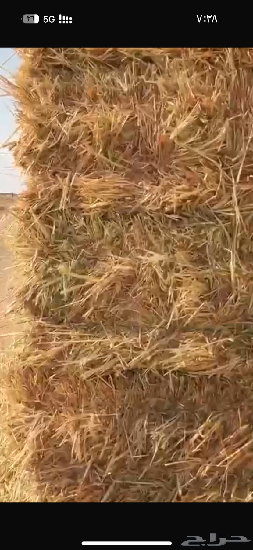 قصب جيزاني64465884930307112