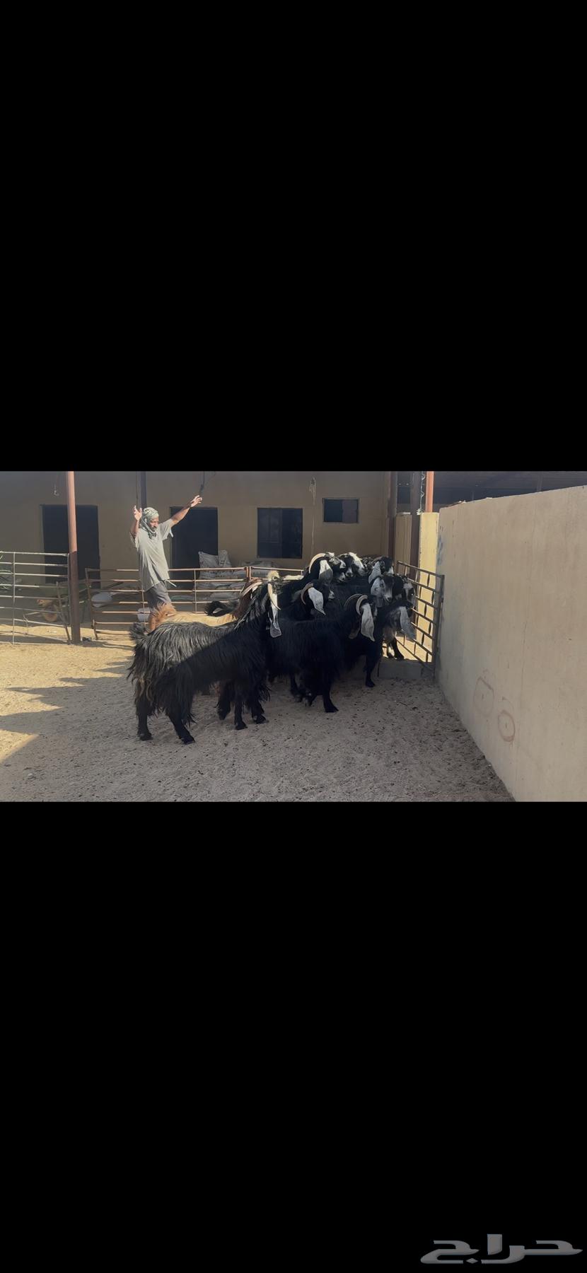 Maeza Dafee.64469753352195113