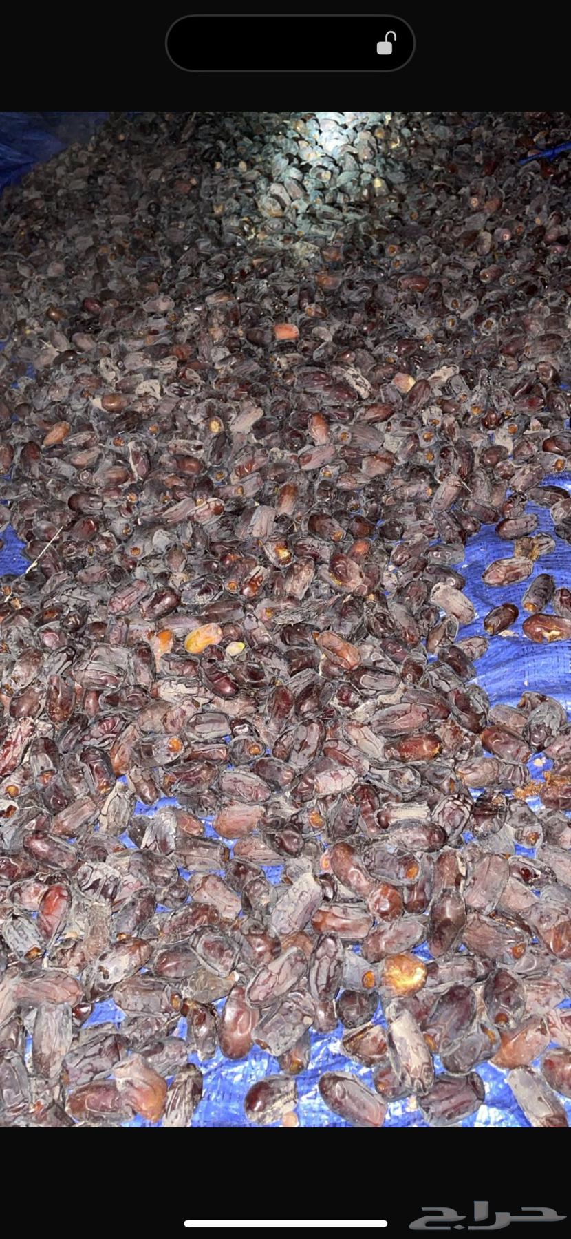 الف كرتون خضري للبيع موجوده التمر نظيف وزين الحمدلله64462678987905111