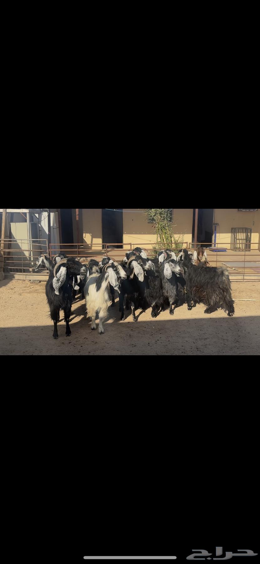 Maeza Dafee.64469753352195110