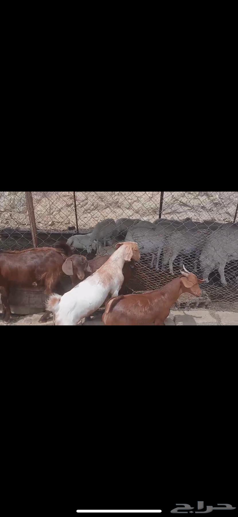 5 تيوس بلديه فل فل الشحم64468691836929114