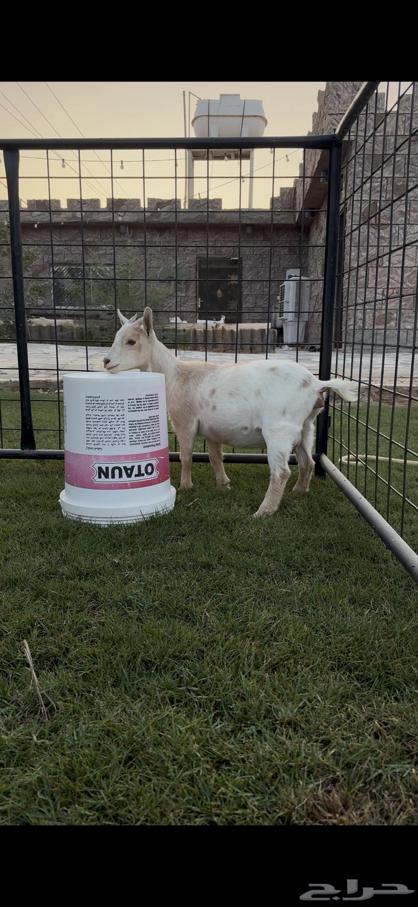 انثى ماعز قزم ( تم البيع )64469459720065110